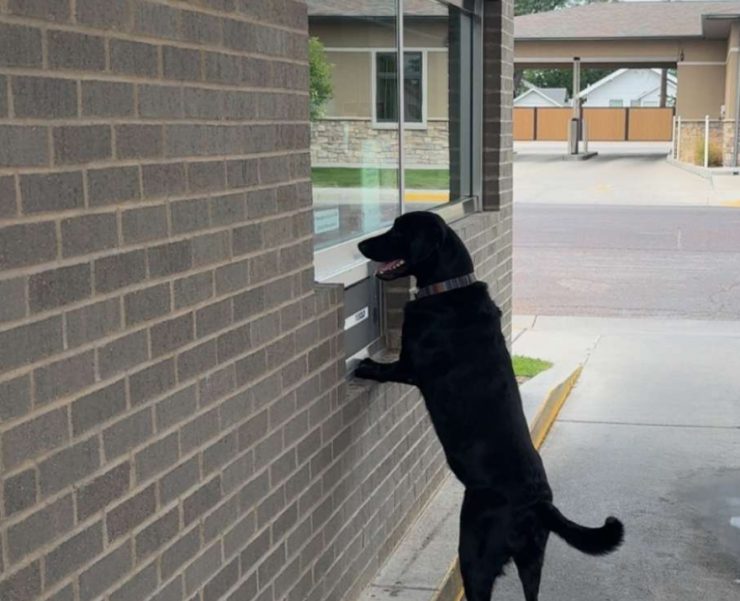 Goose, a black dog, standing up at a window during a job